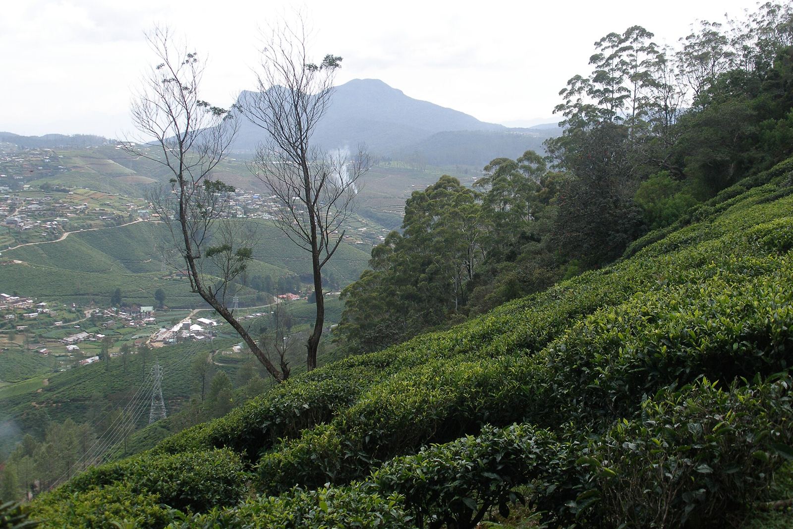 The beauty of Ceylon tea country